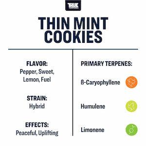 True Terpenes Thin Mint Cookies Profile - Reefer Madness